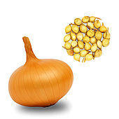 Цибуля сіянка Штутті (Голландія, TOP), 1кг