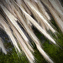 Матеріали для флористики Колоски поштучно ❗Відправка Протягом 4-х днів ❗