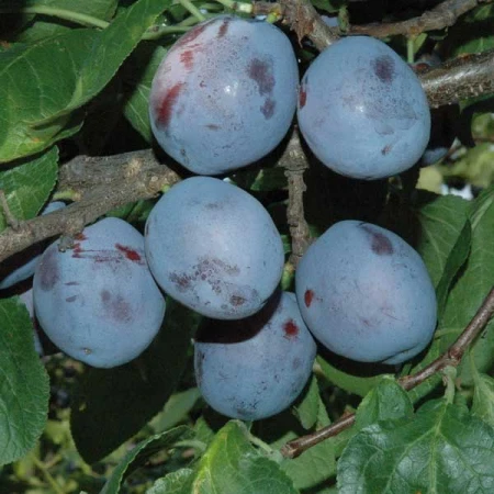 Слива «Герман», фото 1