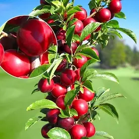 Слива колоноподібна «Рубін»