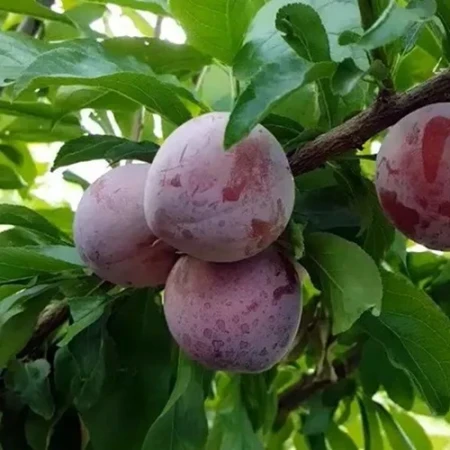 Слива диплоїдна Ерлі Квін, фото 1