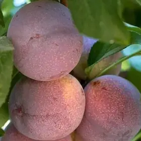 Диплоїдна злива "Ред Харт"