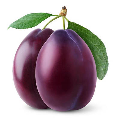 САДЖАНЦІ СЛИВИ