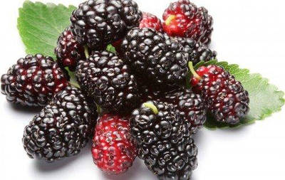 САДЖАНЦІ ШОВКОВИЦІ