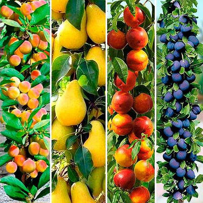 САДЖАНЦІ КОЛОНОВИДНИХ ДЕРЕВ