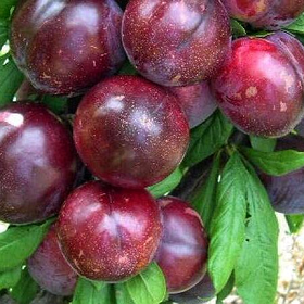 Диплоїдна злива "Прайм Тайм"