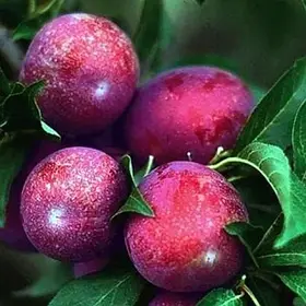 Диплоїдна злива "Данді Блу"