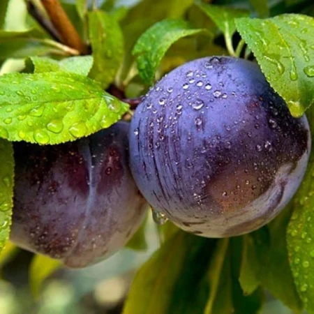 Слива "Монфор", фото 1