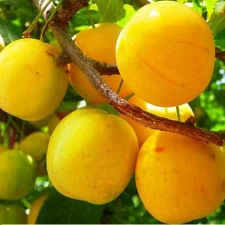 Слива «Золота Крапля», фото 1