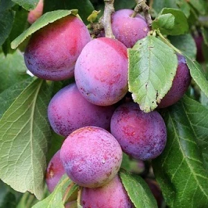 Слива "Ювілеум", фото 1