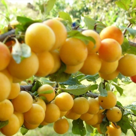 Алича Микитська, фото 1