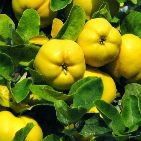 Айва «Десертна», фото 1