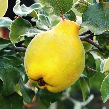 Айва Чемпіон, фото 1