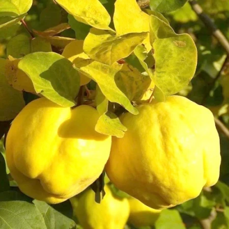 Айва яблуковидна Золото Скіфів, фото 1