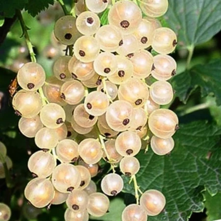 Смородина біла Голландська, фото 1