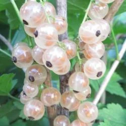 Порічка біла Умка, фото 1