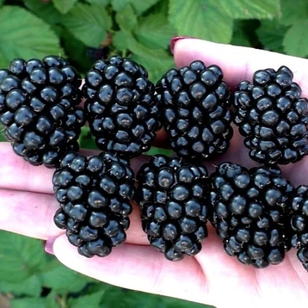 Ожина рання Кеддо, фото 1