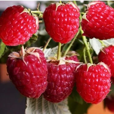 Малина Журавушка, фото 1