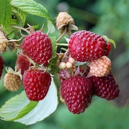 Малина Роял Гламур, фото 1