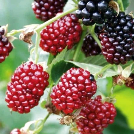 Ежемалина  Бойсенберрі, фото 1