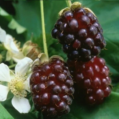 Єжемалина Техас, фото 1