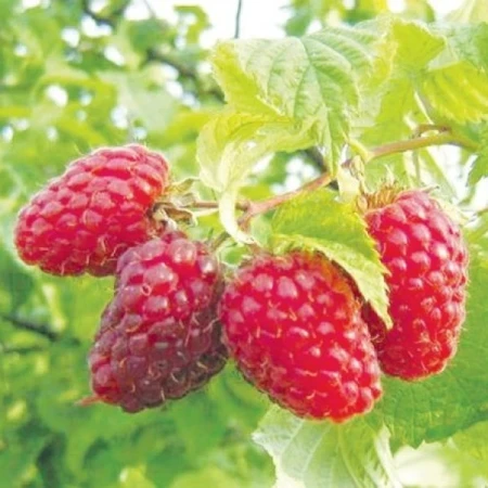 Малина Бабине літо, фото 1