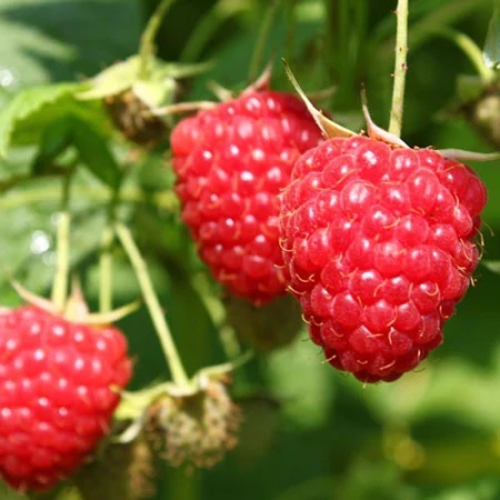 Малина Хімбо Топ, фото 1