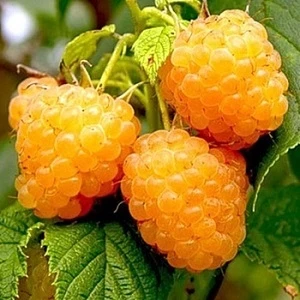 Малина Ярославна, фото 1