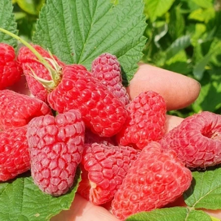 Малина Соколица, фото 1