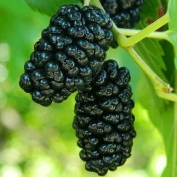 Шовковиця чорна Стамбульська чорна, фото 1