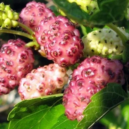 Шовковиця рожева «Мереживо», фото 1