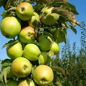 Яблуня  колоновидна Трайдент