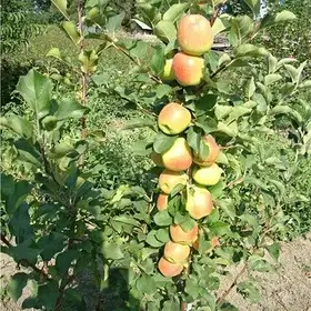 Колоновидна яблуня «Телеймон»