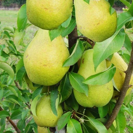 Груша колоноподібна Найт Верт, фото 1