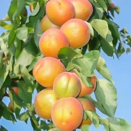 Абрикос колоновидний Голд, фото 1