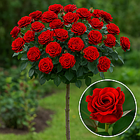 Троянда на штамбі  "El Toro" (Ель Торо)