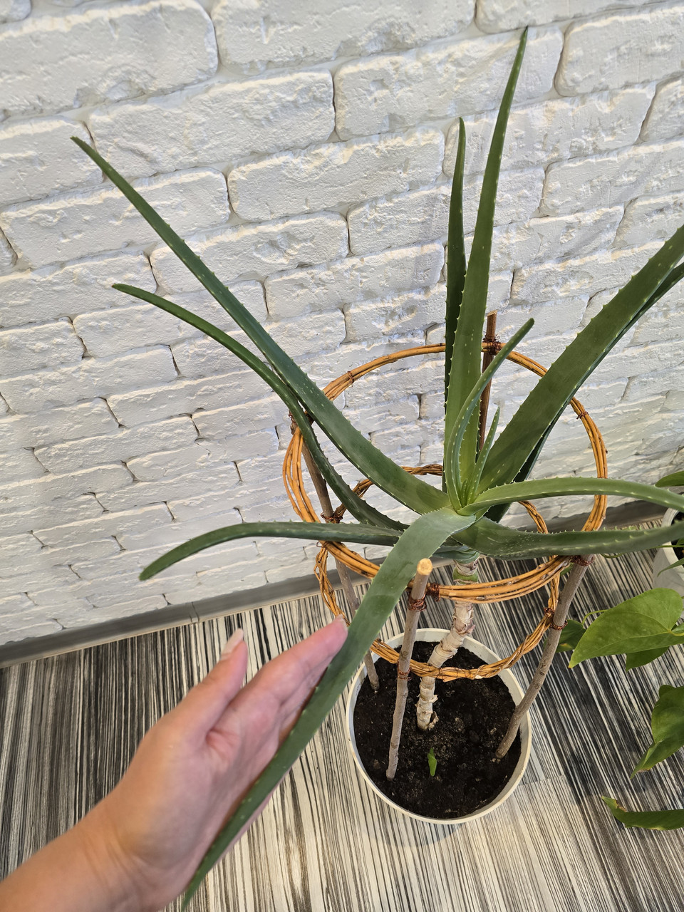 Алое Вера 15 років, фото 1