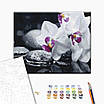 Картина за номерами 40х50 см. Орхідеї. Квіти дзену Brushme BS21140, фото 2