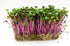 Редис мікс санго sango + сангрія sangria (import)