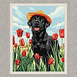 Картина за номерами Тварини. Лабрадор в тюльпанах 30*40 см Ідейка KHO 6621, фото 2