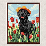 Картина за номерами Тварини. Лабрадор в тюльпанах 30*40 см Ідейка KHO 6621, фото 3