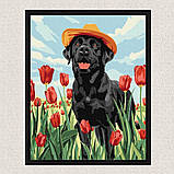 Картина за номерами Тварини. Лабрадор в тюльпанах 30*40 см Ідейка KHO 6621, фото 4