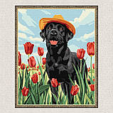 Картина за номерами Тварини. Лабрадор в тюльпанах 30*40 см Ідейка KHO 6621, фото 5