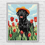 Картина за номерами Тварини. Лабрадор в тюльпанах 30*40 см Ідейка KHO 6621, фото 6