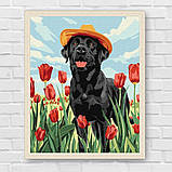 Картина за номерами Тварини. Лабрадор в тюльпанах 30*40 см Ідейка KHO 6621, фото 7