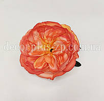 Голова троянди "Остін" 10 см.