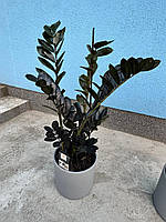 Растение в горшке Замиокулькас Raven (равен)