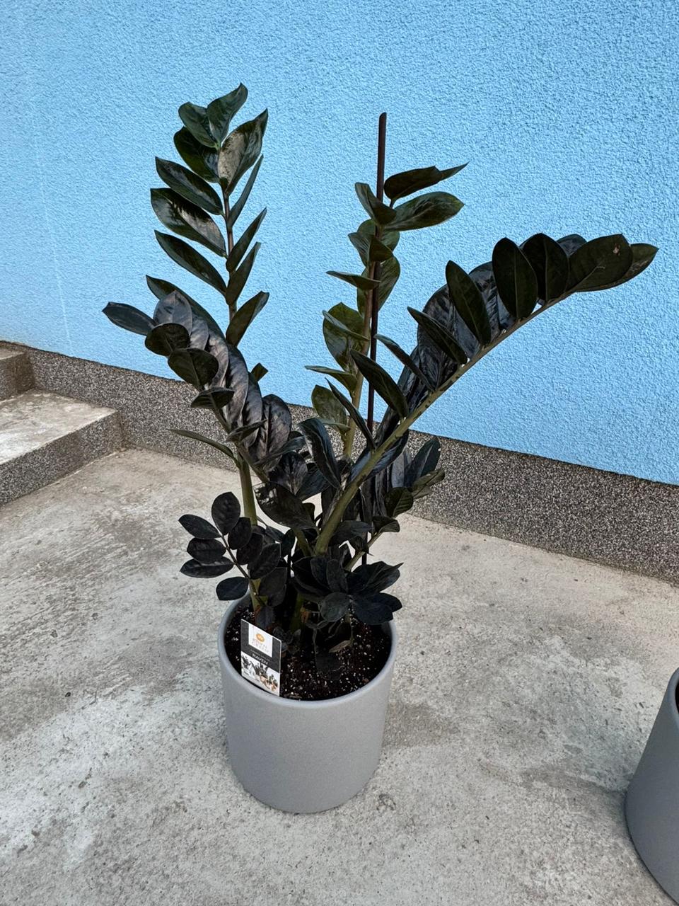 Рослина в горщику Заміокулькас Raven (равен) - фото 1 - id-p2548841307