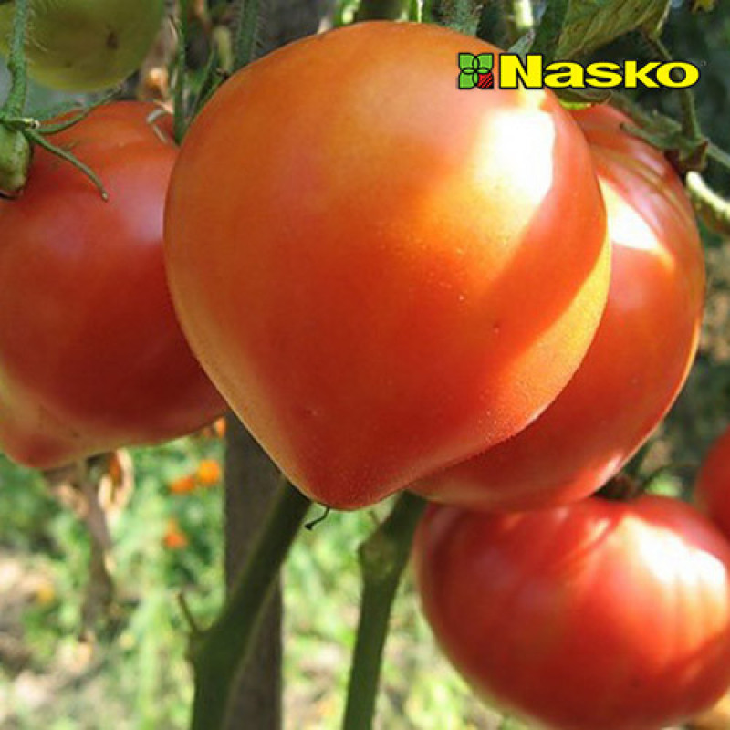 Севілья F1 (250 нас.) насіння томату детермінантного Наско (урожай 2023 р.), фото 1