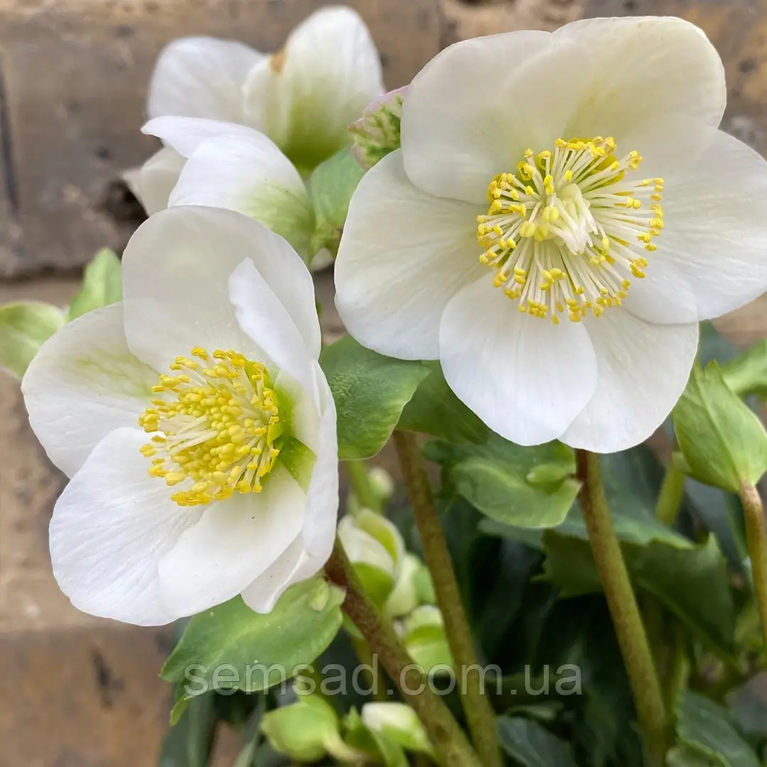 Морозник - Чемерник Монт Бланк ( саджанці 3 роки )